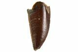 Serrated, Raptor Tooth - Real Dinosaur Tooth #109495-1
